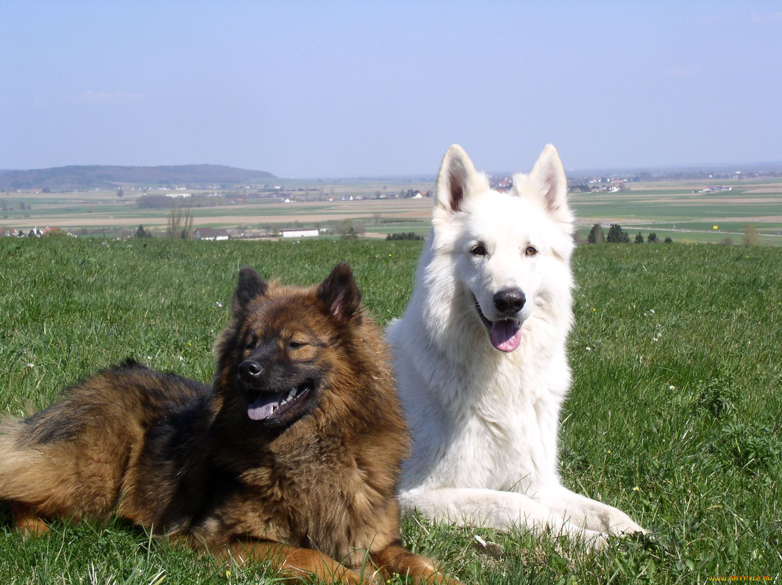, , dog